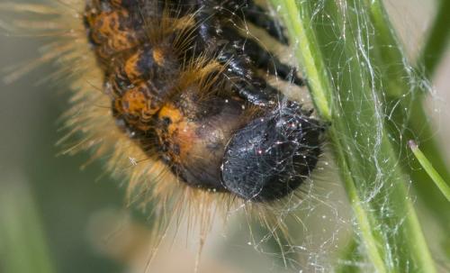 Malacosoma franconica